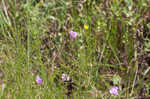 San Antonio false foxglove